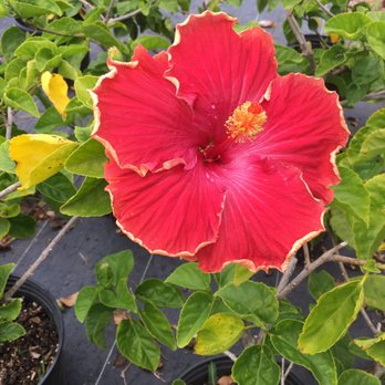 Ladybug Plants - Nurseries & Gardening Near Me - Waimanalo, Hawaii Ladybug Plants - Nurseries & Gardening Near Me - Waimanalo, Hawaii
