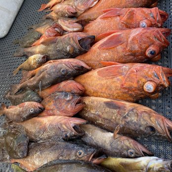 Wagner Charters - Caught so many quality fish! - Boat Charters Near Me - Huntington Beach, California Wagner Charters - Caught so many quality fish! - Boat Charters Near Me - Huntington Beach, California