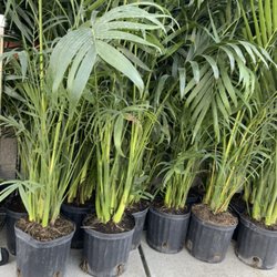 Medina's Produce - NEW