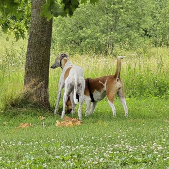 Prairie Moraine Dane County Parks - Kitty and a new park friend - Dog Parks Near Me - Verona, Wisconsin Prairie Moraine Dane County Parks - Kitty and a new park friend - Dog Parks Near Me - Verona, Wisconsin