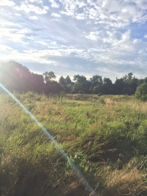 Prospect Park by null