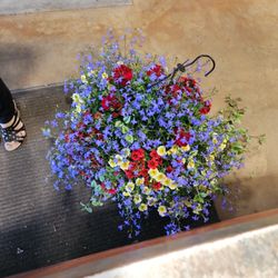 Cobblestone Garden Centre - Hanging arrangement