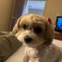 Photo of Brigittes Dog Grooming