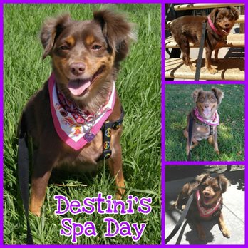Buzz's Grooming & More - A spa day spent with her favorite groomer, Cathy..doesnt she look Pawsome!! - Pet Groomers Near Me - Carson, California Buzz's Grooming & More - A spa day spent with her favorite groomer, Cathy..doesnt she look Pawsome!! - Pet Groomers Near Me - Carson, California