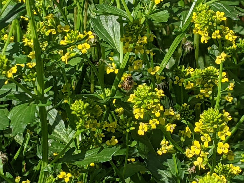 Country Road Bees - beekeeping in Morse Bluff, NE