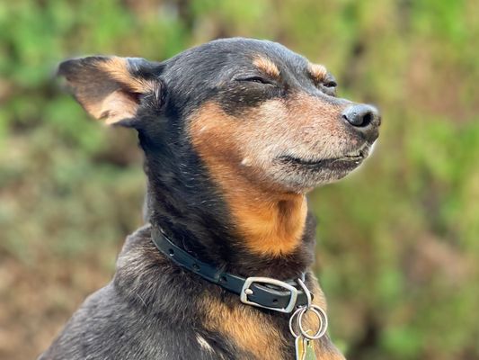 Lucky's Pet Care by null