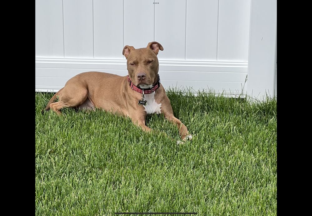 PET PACK RESCUE INITIATIVE Updated August 2024 2254 W Warwick Dr