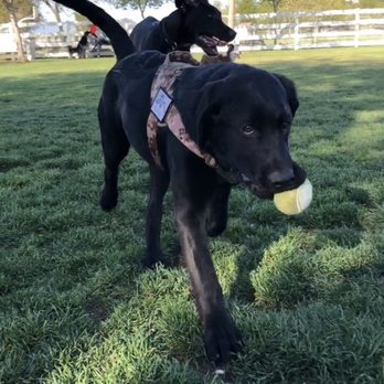 Redhawk Dog Park - Our puppies - Dog Parks Near Me