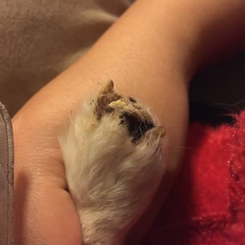 Barking Bad Grooming - This happened when I left my dog with this lady. - Pet Groomers Near Me - Albuquerque, New Mexico Barking Bad Grooming - This happened when I left my dog with this lady. - Pet Groomers Near Me - Albuquerque, New Mexico