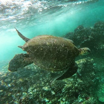 Trilogy Excursions - Snorkeling Near Me - Lahaina, Hawaii