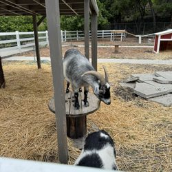 Hale Charter Academy - Our farm animals!