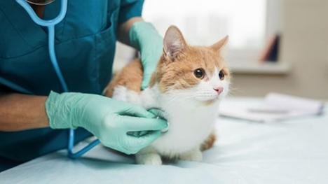 The Pet Warehouse Image