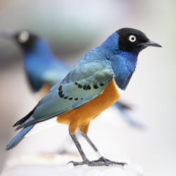 user provided National Aviary photo