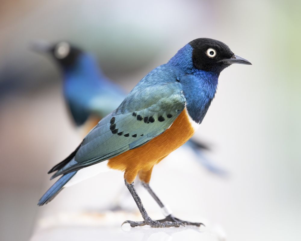 National Aviary Logo