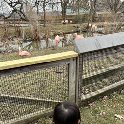 Rosamond Gifford Zoo at Burnet Park - Flamingos