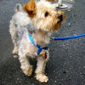 Northbrook Pet Nannies - YAY!!! Northbrook Pet Nannies are here!! - Dog Walkers Near Me Northbrook Pet Nannies - YAY!!! Northbrook Pet Nannies are here!! - Dog Walkers Near Me