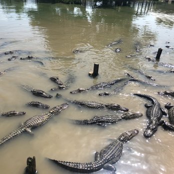 Gator Country - Young gators - Zoos Near Me - Beaumont, Texas
