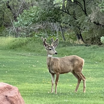 SpringHill Suites by Marriott Springdale Zion National Park - Wildlife across the parking lot - Hotels Near Me - Springdale, Utah SpringHill Suites by Marriott Springdale Zion National Park - Wildlife across the parking lot - Hotels Near Me - Springdale, Utah