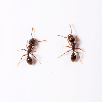 Absolutely The Best Exterminating - Pest Control Near Me - Euclid, Ohio