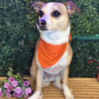 Zeus Barber Pets Spa - Pet Groomers Near Me - San Fernando, California