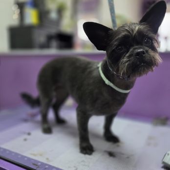 Diva Dogs Grooming - Pet Groomers Near Me - Victorville, California Diva Dogs Grooming - Pet Groomers Near Me - Victorville, California