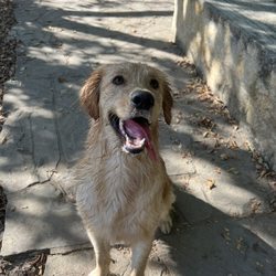 Northbark Dog Park