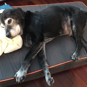 Holistic Veterinary Services - My old boy relaxing with acupuncture therapy - Veterinarians Near Me - Miami, Florida