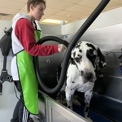 Two Brothers Dog Wash - Blow drying