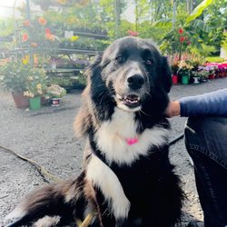 Spring Valley Nurseries - Ireland ‍