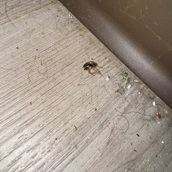 Red Carpet Inn - Room wasn't cleaned. Found dead bugs, a lot of dirt, and hair all over including on pillows/sheets/towels. - Hotels Near Me - Whippany, New Jersey Red Carpet Inn - Room wasn't cleaned. Found dead bugs, a lot of dirt, and hair all over including on pillows/sheets/towels. - Hotels Near Me - Whippany, New Jersey