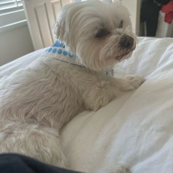 Shampooch Dog Salon - Pet Groomers Near Me - Sausalito, California