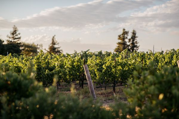 Beckmen Vineyards - Beckmen Vineyards golden hour - Los Olivos, CA