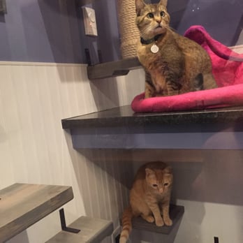 Kitty Chateau - Hanging out at the Kitty Chateau - Pet Boarding Near Me - San Francisco, California Kitty Chateau - Hanging out at the Kitty Chateau - Pet Boarding Near Me - San Francisco, California