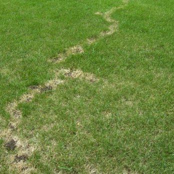 Precision Pest Solutions - Holy MOLEy - Pest Control Near Me Precision Pest Solutions - Holy MOLEy - Pest Control Near Me