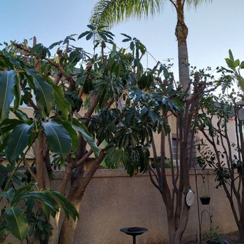 Tony's BC Tree Service - After - Tree Services Near Me - Orange, California Tony's BC Tree Service - After - Tree Services Near Me - Orange, California