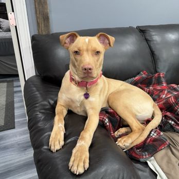 Pawfect Life Rescue - Tillie - Pet Services Near Me Pawfect Life Rescue - Tillie - Pet Services Near Me