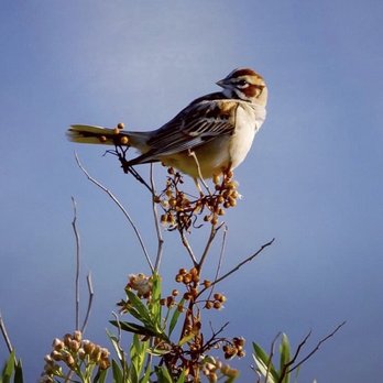 Santa Clara River Preserve - A Lark Sparrow!! A very rare sighting for this area (and a lifer for me)!! Made my day! - Hiking Near Me - Santa Paula, California
