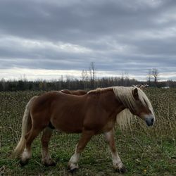Country Dreams Farm