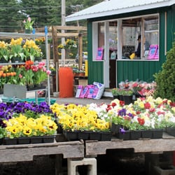 Village Green Nurseries - Village Green Nurseries - Norwood in the Spring.