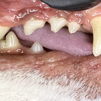 Vip Pet Smile - After - Pet Groomers Near Me