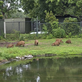 Audubon Zoo - Capybara - Aquariums Near Me - New Orleans, Louisiana Audubon Zoo - Capybara - Aquariums Near Me - New Orleans, Louisiana