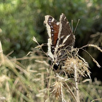 Serrano Creek Park - Butterfly - Parks Near Me - Lake Forest, California Serrano Creek Park - Butterfly - Parks Near Me - Lake Forest, California