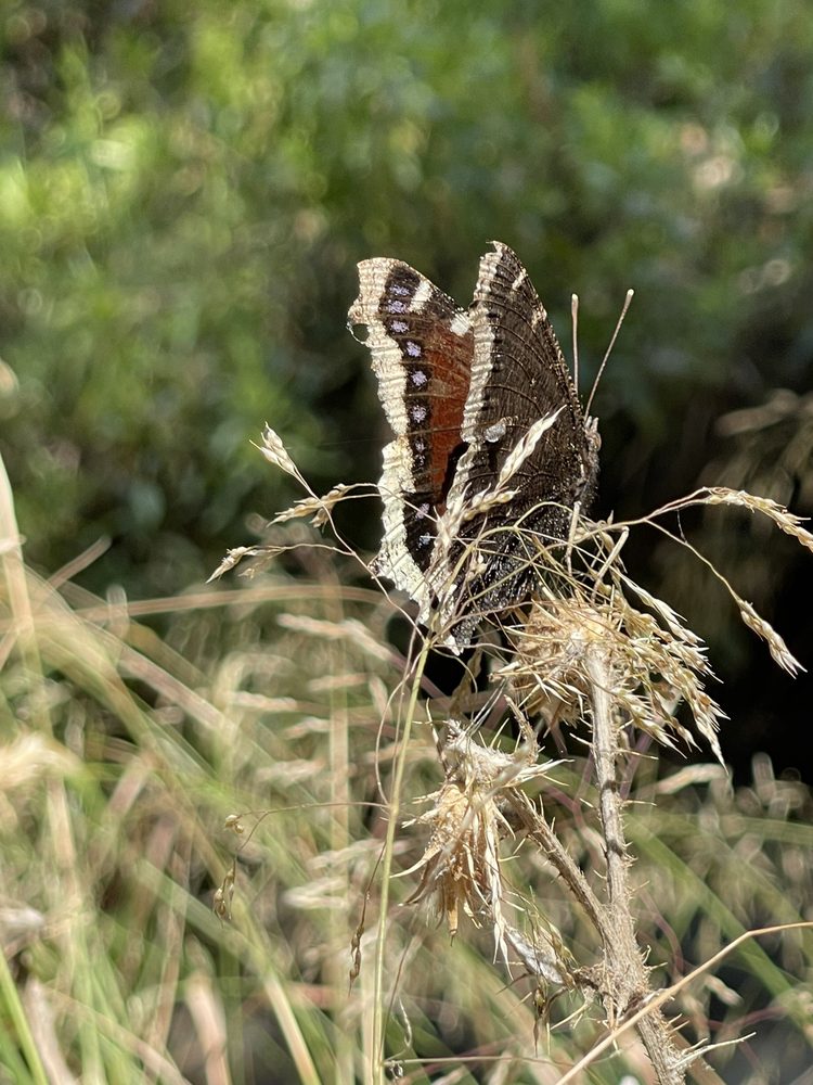 Serrano Creek Park - equestrian in Lake Forest, CA