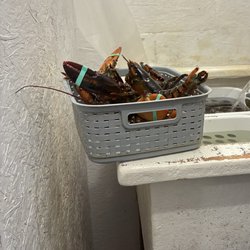 Rockport Lobster - Live Lobsters