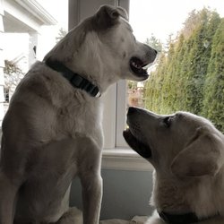 Positive Approach Dog Training & Daycare