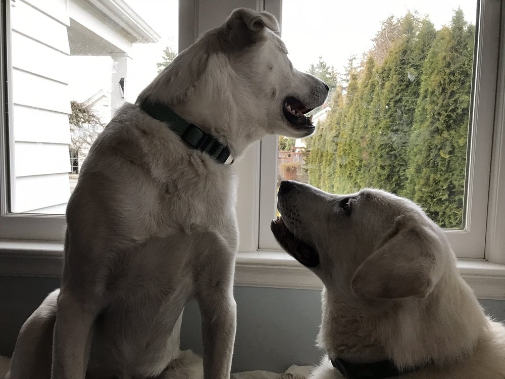 Positive Approach Dog Training & Daycare