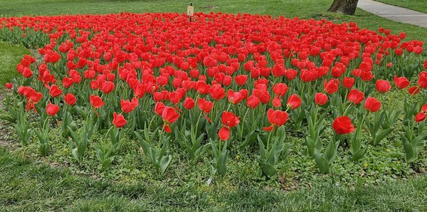 Sherwood Gardens by null
