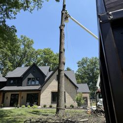 Dark Horse Tree Service