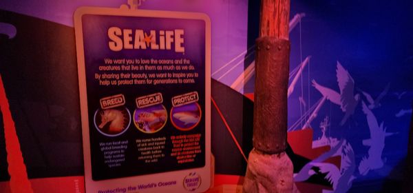 SEA LIFE Arizona Aquarium by null