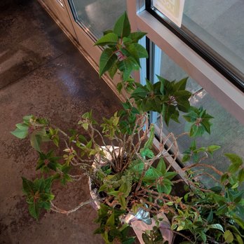 Maracas On ruby - Very old-looking poinsettia plant inside the restaurant. Very cool, reminds me of how wild poinsettias grow. Poor thing needs a bigger pot. - Mexican Near Me - Spokane, Washington Maracas On ruby - Very old-looking poinsettia plant inside the restaurant. Very cool, reminds me of how wild poinsettias grow. Poor thing needs a bigger pot. - Mexican Near Me - Spokane, Washington